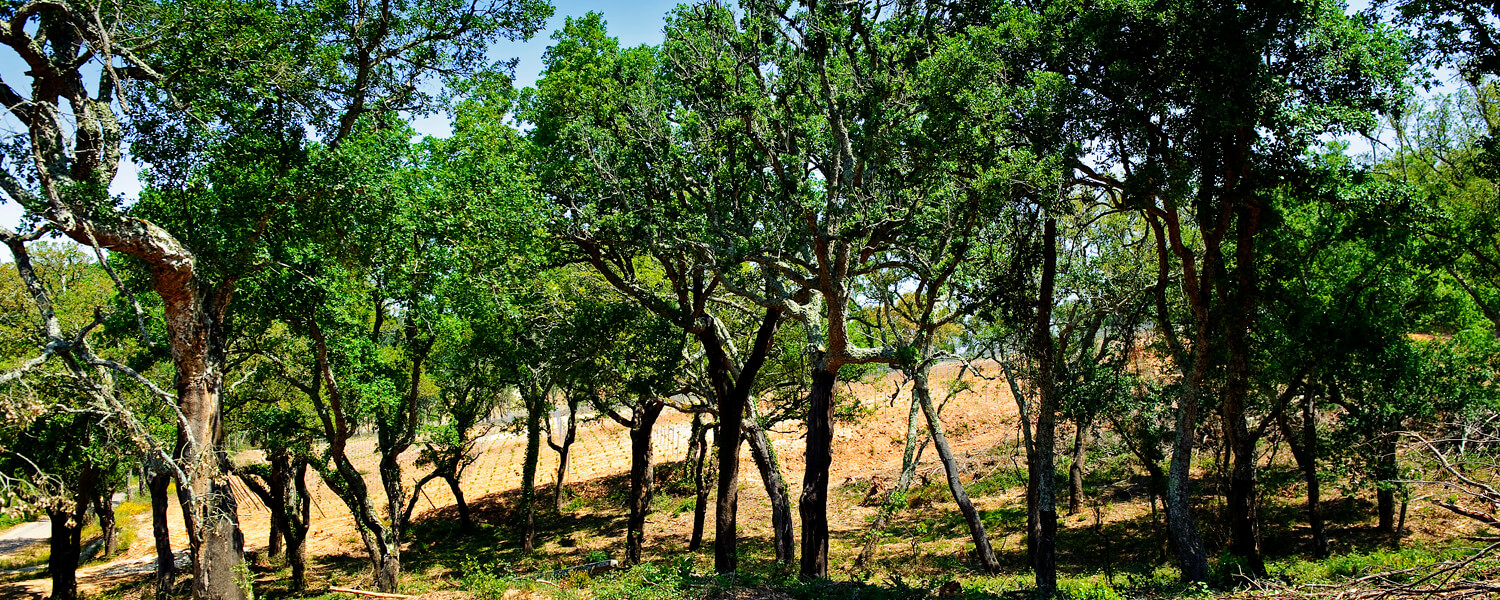 Korkeichenwald in Portugal