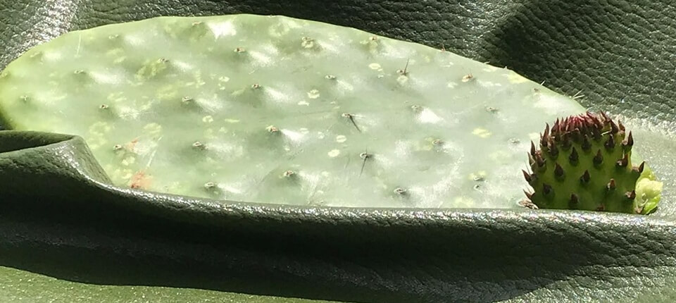 Kaktusleder-by-Desserto