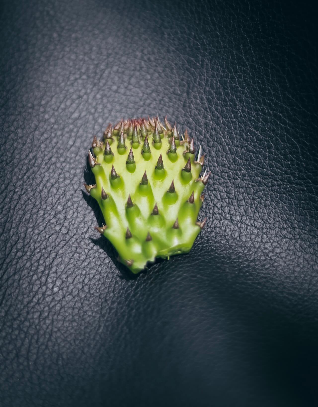 korbmarante dottie Ungiftige Trendpflanzen im Set kaufen – Green Me Up