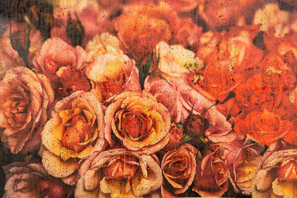 No015 ColorfulCork Rosen auf Korkstoff